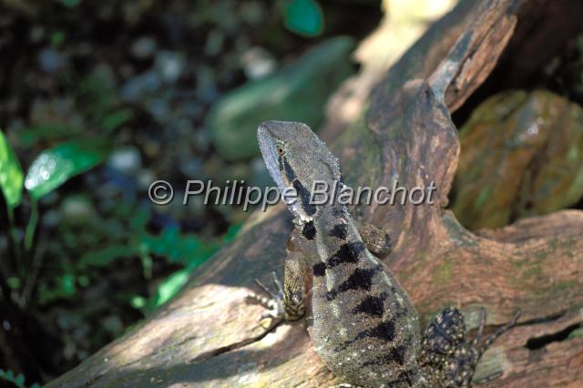 lezard 1.JPG - LézardThe Rainforest Habitat Wildlife SanctuaryPort DouglasQueenslandAustralie